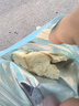 海貍先生 香烤鱈魚(yú)片 即食蜜汁香烤魚(yú)片海鮮孕婦零食大連特產(chǎn)烤魚(yú)片 1袋*45g 曬單實(shí)拍圖