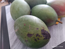 京鮮生 攀枝花凱特芒果 凈重8.5斤 帶箱9斤 單果400g+ 生鮮水果源頭直發(fā) 曬單實(shí)拍圖