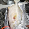 【順豐包郵】新鮮特大金鯧魚(yú)鮮活冷凍海魚(yú)金昌魚(yú)平魚(yú)白鯧海魚(yú)冰鮮 1條裝【每條0.8-1斤】 曬單實(shí)拍圖