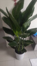 植男植女天堂鳥盆栽客廳室內(nèi)好養(yǎng)大型綠植辦公室喬遷開業(yè)鶴望蘭源頭直發(fā) 曬單實拍圖