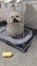 貝初眾狗籠小中大型犬狗籠子貓籠帶廁所加粗折疊寵物籠子柯基籠幼犬狗籠 白色加粗狗籠71*50*60【25斤內】 白色帶廁所托盤(pán) 清潔方便 無(wú)毛邊無(wú)倒刺不卡腳 曬單實(shí)拍圖