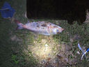 YGK PE JPX24編超強拉力pe線(xiàn)路亞線(xiàn)錨魚(yú)打黑雷強海釣筏釣順滑遠投500米主線(xiàn) 24編【新編織工藝】300米 0.6【相比普通pe線(xiàn)拉力提升10%】 曬單實(shí)拍圖