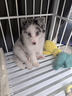 邊牧幼犬純種邊牧隕石邊牧雙血統黑白邊牧邊境牧羊犬金邊牧活體狗 寵物級 隕石邊牧 公 曬單實(shí)拍圖