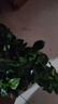四季常青八方來財(cái)鴨腳木室內(nèi)陽臺(tái)桌面綠植大型盆栽花卉綠蘿發(fā)財(cái)樹 八方來財(cái)【15-25cm]】4顆+原盆原土+肥料 曬單實(shí)拍圖