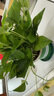 雙盟綠蘿盆栽除甲醛花卉綠植辦公室新房凈化空氣180加侖2盆裝源頭直發(fā) 曬單實(shí)拍圖