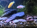 瘋狂水草溪流石溪流底沙溪流缸生態(tài)魚(yú)缸造景全套適合米家魚(yú)缸造景套餐一體 曬單實(shí)拍圖