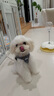 puppytie狗狗牽引繩背心式遛狗繩泰迪狗繩子調節牽引繩中小型犬胸背帶 牛仔藍-胸背+牽引繩 XXS-迷你型建議1-6斤 曬單實(shí)拍圖