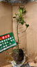 臨雅柚子樹(shù)苗紅心蜜柚大沙田柚庭院嫁接果樹(shù)源頭直發(fā)濃香桂柚60-80cm 曬單實(shí)拍圖