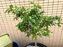 蜂糖李子樹苗嫁接特大晚熟脫骨青脆李子果樹苗南北方種三華李樹苗 黑布林（5年苗當年結果）帶分叉發(fā)貨 81cm(含)-110cm(含) 曬單實拍圖