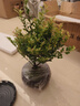 八芽 小葉赤楠盆景擺件室內綠植花卉盆栽老樁客廳辦公室桌面好養植物 【推薦款】小葉赤楠+舍得紫砂盆+苔蘚鋪面+底座 曬單實(shí)拍圖