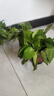 綠蘿盆栽室內(nèi)植物新房家用吸除甲醛凈化空氣水培綠植花卉長(zhǎng)藤綠蘿 120#原盆自動(dòng)吸水【4盆】+2包肥 曬單實(shí)拍圖