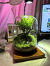 桌面創(chuàng  )意微景觀(guān)綠植diy擺件禮物客廳辦公室夜燈苔蘚盆栽植物盆景 生命之樹(shù)（透明色）+木質(zhì)燈座 曬單實(shí)拍圖
