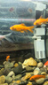 亞峰（yafeng）魚(yú)缸過(guò)濾器三合一凈水循環(huán)泵魚(yú)缸內置過(guò)濾器過(guò)濾水泵小型增氧設備 6W 五合一 （20-30CM缸用） 曬單實(shí)拍圖