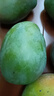 集南鮮 凱特芒果 四川攀枝花芒果當(dāng)季大青皮黃皮大芒果新鮮水果整箱 含箱10斤  單果500g起  凈重9斤 曬單實(shí)拍圖