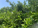 博世（BOSCH）單效空調濾芯濾清器5294日產(chǎn)軒逸騏達藍鳥(niǎo)英菲尼迪ESQ啟辰晨風(fēng)D60 曬單實(shí)拍圖