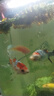 錦鯉魚(yú)活體觀(guān)賞魚(yú)活魚(yú)小型易養冷水淡水魚(yú)小魚(yú)苗錦鯉金魚(yú)好看錦鯉 三色 10-12cm 3條 曬單實(shí)拍圖