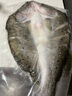 釣魚(yú)記開(kāi)背海鱸魚(yú)1斤-1.3斤 三去凈重 冷凍 生鮮 魚(yú)類 海鮮水產(chǎn) 曬單實(shí)拍圖