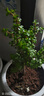 金枝玉葉盆栽綠植花卉陽(yáng)臺庭院多肉植物耐旱好養園藝盆栽 金枝玉葉高40厘米左右 曬單實(shí)拍圖