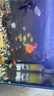 迪普爾魚缸過濾器循環(huán)水泵小型氧氣泵過濾水泵小型內(nèi)置增氧吸魚屎* 20W/1節(jié)長(zhǎng)濾桶【適用60cm以內(nèi)缸】 曬單實(shí)拍圖
