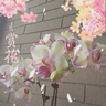 KIRI凱芮甜心小酪混合水果味三種口味45粒 再制奶酪高鈣【花少同款】 曬單實(shí)拍圖