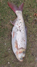 艾格辰翠花方塊酸臭方塊水庫野釣鰱鳙大頭鯽鯉鳊青草魚(yú)餌拋竿翻板鉤 翠花1號 曬單實(shí)拍圖