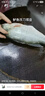 海名威 冷凍三去鮮蒸海鱸魚(yú)450g/條(配料包)深海魚(yú) 生鮮魚(yú)類(lèi) 海鮮 中秋 曬單實(shí)拍圖