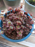 多肉組合盆栽陽(yáng)臺(tái)盆栽喜陽(yáng)植物新手福利按圖發(fā)貨品種花卉好養(yǎng) 大小球玫瑰 30-40頭 塑料盆栽好 曬單實(shí)拍圖