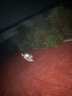 WAKYTU狗狗牽引繩背帶外出遛狗中大型犬防爆沖狗繩背心式戰術(shù)胸背L碼 曬單實(shí)拍圖