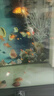 金魚(yú)觀(guān)賞魚(yú)耐活魚(yú)苗批發(fā)淡水魚(yú)丹頂紅金魚(yú)好養冷水黑龍睛泰獅招財寵物魚(yú)草金錦鯉魚(yú)苗 金魚(yú)隨機搭配顏色5條6-8厘米 曬單實(shí)拍圖