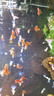 日清丸紅飼料熱帶魚(yú)燈魚(yú)斗魚(yú)孔雀魚(yú)金魚(yú)慈鯛魚(yú)苗B1B2C1S1日本品牌 左下角進(jìn)店 亞成B2飼料（100克） 曬單實(shí)拍圖