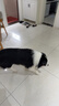 衛仕（NOURSE）膳食中大型犬糧 狗干糧 中大型犬全價(jià)狗糧 牛肉蔓越莓 15kg*1袋 曬單實(shí)拍圖