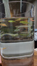長尾蝶翼斑馬魚觀賞魚新手好養(yǎng)天使大勾紅綠冷水活體魚小型燈科魚 長尾蝶翼斑馬魚2.5-3厘米11條 曬單實拍圖