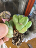 新款白蓮花玉露翠云錦十二卷多肉植物黃金玉露冰燈室內辦公室花卉 黃金玉緑【5-6厘米】塑料盆栽好 曬單實拍圖