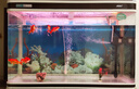 統一 魚(yú)糧錦鯉色揚幼魚(yú)1kg飼料金魚(yú)羅漢魚(yú)魚(yú)食熱帶魚(yú)糧不渾水魚(yú)糧 曬單實(shí)拍圖