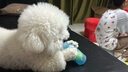 Meatyway爵宴'自然之味'寵愛禮盒1.072kg 寵物狗狗零食訓(xùn)犬大禮包 曬單實(shí)拍圖