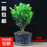 邇英閣黃楊盆景耐寒辦公室內(nèi)盆栽四季常青好養(yǎng)客廳花卉庭院樹(shù)苗桌 黃楊盆栽45厘米左右高 不含盆  根部帶土球發(fā)貨  包成活 曬單實(shí)拍圖
