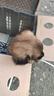 麥基樂(lè )中華田園犬黑犬黃狗白狗虎斑四眼鐵包金土狗幼犬活體 田園級 黃狗 公 曬單實(shí)拍圖
