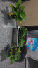 綠蘿盆栽室內植物新房家用吸除甲醛凈化空氣水培綠植花卉長(cháng)藤綠蘿 120#加侖盆自吸水【4盆】+5包肥 曬單實(shí)拍圖
