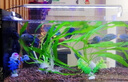 宏雨魚(yú)缸客廳家用側濾超白全套熱帶魚(yú)缸中大型客廳家用屏風(fēng)生態(tài)水草缸 黑色60*30*30【真水草套餐】超白側濾 曬單實(shí)拍圖