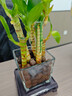 文昌竹4支金榜題名富貴竹水培植物粗桿發(fā)貨帶根步步高升轉運竹子 文昌竹四根+方玻璃瓶+陶粒+底座 帶盆 曬單實(shí)拍圖