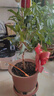 姬緣希四季桂花樹(shù)苗耐寒嫁接桂花樹(shù)金桂丹桂庭院盆栽地栽濃香型花卉綠植 四季金桂 4年苗【當年開(kāi)花】 曬單實(shí)拍圖