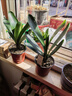 長(cháng)春精品立板君子蘭 寬短葉麻臉油匠勝利技師 花臉圓頭花卉盆栽苗 7-9葉苗 立板技師 曬單實(shí)拍圖
