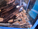 春瑞黑殼蝦水族箱水草缸清潔除藻工具淡水觀(guān)賞蝦大和藻蝦寵物活體飼料 黑殼50+50抵損耗 曬單實(shí)拍圖