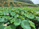 川珍八角200g 罐裝廣西大紅大料燉肉香辛料燒鹵肉調(diào)料包火鍋底料茴香 曬單實(shí)拍圖