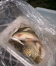 漢鼎一號5代魚(yú)竿超輕手竿5.4米臺釣竿鯽魚(yú)竿碳纖維手桿 5.4m小綜合 曬單實(shí)拍圖