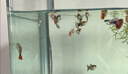寵小俠孔雀魚(yú)活魚(yú)觀(guān)賞魚(yú)純種小型熱帶魚(yú)活體淡水好養耐活魚(yú)苗觀(guān)賞魚(yú)小魚(yú) 雜袍孔雀魚(yú)25條【20送5備損】 曬單實(shí)拍圖