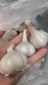 精選新鮮山東大蒜干蒜多瓣蒜頭蔬菜批發(fā)產(chǎn)地直發(fā)大蒜頭 優(yōu)選 1斤 (果徑≥3.5cm) 曬單實(shí)拍圖