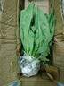 廣東菜苗正宗甜麥高州甜麥菜新鮮蔬菜成活陽(yáng)臺苗現發(fā)貨圓葉四季 圓葉甜麥菜苗20棵 曬單實(shí)拍圖