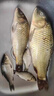 海迪狼牙子線(xiàn)雙鉤成品競技魚(yú)鉤綁好正品黑坑偷驢糗魚(yú)正釣飛磕鯽鯉魚(yú)鉤 競技狼牙65cm【鉤5號+線(xiàn)0.4/0.6】 各20付 曬單實(shí)拍圖