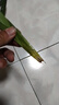 特級(jí)濃香型企黑蘭花國(guó)蘭客廳四季好養(yǎng)盆栽綠植物國(guó)花高端送禮物 高度40cm冠幅15cm特級(jí)精品蘭花 1苗裸根發(fā)貨 曬單實(shí)拍圖